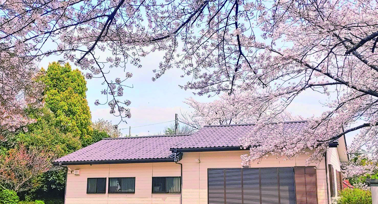 4月　美しが丘西保木自治会館の桜