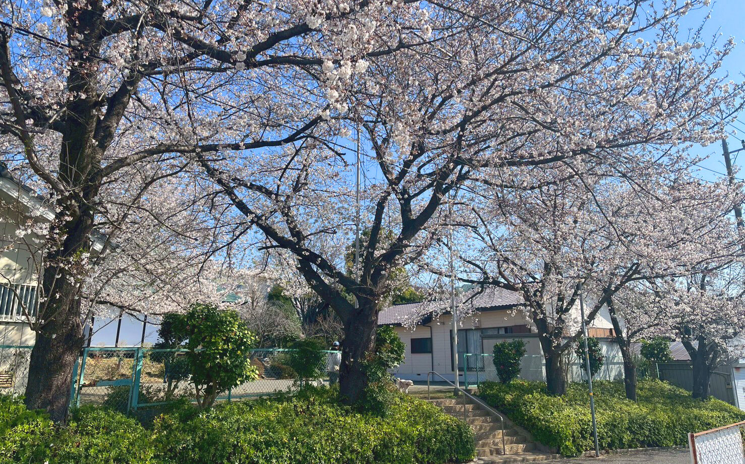 4月　美しが丘西保木自治会館の桜
